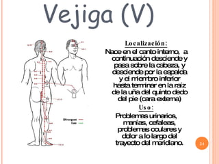 Vejiga (V) Localización: Nace en el canto interno,  a continuación desciende y pasa sobre la cabeza, y desciende por la espalda y el miembro inferior hasta terminar en la raíz de la uña del quinto dedo del pie (cara externa) Uso: Problemas urinarios, manías, cefaleas, problemas oculares y dolor a lo largo del trayecto del meridiano. 