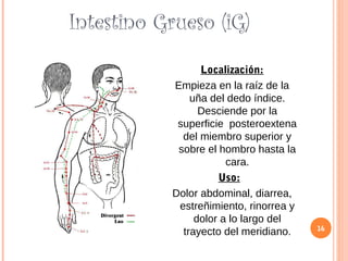 Intestino Grueso (iG)
Localización:
Empieza en la raíz de la
uña del dedo índice.
Desciende por la
superficie posteroextena
del miembro superior y
sobre el hombro hasta la
cara.
Uso:
Dolor abdominal, diarrea,
estreñimiento, rinorrea y
dolor a lo largo del
trayecto del meridiano. 16
 