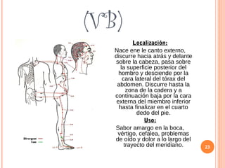 (VB)
Localización:
Nace ene le canto externo,
discurre hacia atrás y delante
sobre la cabeza, pasa sobre
la superficie posterior del
hombro y desciende por la
cara lateral del tórax del
abdomen. Discurre hasta la
zona de la cadera y a
continuación baja por la cara
externa del miembro inferior
hasta finalizar en el cuarto
dedo del pie.
Uso:
Sabor amargo en la boca,
vértigo, cefalea, problemas
de oído y dolor a lo largo del
trayecto del meridiano. 23
 