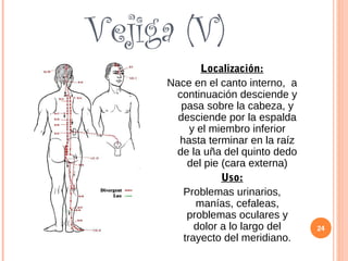 Vejiga (V)
Localización:
Nace en el canto interno, a
continuación desciende y
pasa sobre la cabeza, y
desciende por la espalda
y el miembro inferior
hasta terminar en la raíz
de la uña del quinto dedo
del pie (cara externa)
Uso:
Problemas urinarios,
manías, cefaleas,
problemas oculares y
dolor a lo largo del
trayecto del meridiano.
24
 