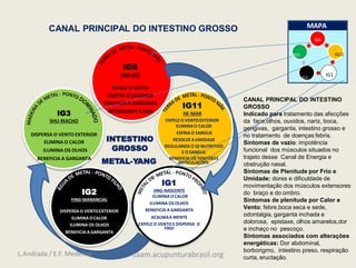 IG1
IG5
JING-RIO
EXPELE O VENTO
LIBERTA O EXTERIOR
BENEFICIA A GARGANTA
INTERROMPE A DOR
IG11
HE-MAR
EXPELE O VENTOEXTERIOR
ELIMINA O CALOR
ESFRIA O SANGUE
RESOLVE A UMIDADE
REGULARIZA O QI NUTRITIVO
E O SANGUE
BENEFICIA OS TENDÕESE
ARTICULAÇÕES.
IG1
JING-NASCENTE
ELIMINA OCALOR
ILUMINA OSOLHOS
BENEFICIA A GARGANTA
ACALMAA MENTE
EXPELE O VENTO E DISPERSA O
FRIO
IG2
YING-MANANCIAL
DISPERSA O VENTOEXTERIOR
ELIMINA OCALOR
ILUMINA OS OLHOS
BENEFICIA A GARGANTA
IG3
SHU-RIACHO
DISPERSA O VENTO EXTERIOR
ELIMINA O CALOR
ILUMINA OS OLHOS
BENEFICIA A GARGANTA
INTESTINO
GROSSO
METAL-YANG
MAPA
IG3
IG2
IG5
IG11
CANAL PRINCIPAL DO INTESTINO
GROSSO
Indicado para tratamento das afecções
da face,olhos, ouvidos, nariz, boca,
gengivas, garganta, intestino grosso e
no tratamento de doenças febris.
Sintomas de vazio: impotência
funcional dos músculos situados no
trajeto desse Canal de Energia e
obstrução nasal.
Sintomas de Plenitude por Frio e
Umidade: dores e dificuldade de
movimentação dos músculos extensores
do braço e do ombro.
Sintomas de plenitude por Calor e
Vento; febre,boca seca e sede,
odontalgia, garganta inchada e
dolorosa, epistaxe, olhos amarelos,dor
e inchaço no pescoço.
Sintomas associados com alterações
energéticas: Dor abdominal,
borborigmo, intestino preso, respiração
curta, eructação.
CANAL PRINCIPAL DO INTESTINO GROSSO
L.Andrada / E.F. Medeiros saam.acupunturabrasil.org
 