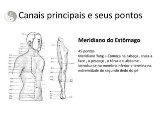 Canais principais e seus pontos
Meridiano do Estômago
45 pontos
Meridiano Yang – Começa na cabeça , cruza a
face , o pescoço , o tórax e o abdome ,
introduz-se no membro inferior e termina na
extremidade do segundo dedo do pé
 