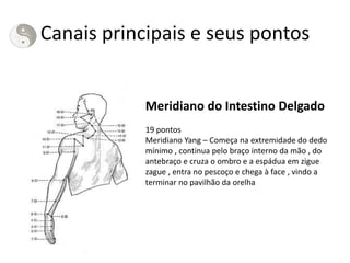 Canais principais e seus pontos
Meridiano do Intestino Delgado
19 pontos
Meridiano Yang – Começa na extremidade do dedo
mínimo , continua pelo braço interno da mão , do
antebraço e cruza o ombro e a espádua em zigue
zague , entra no pescoço e chega à face , vindo a
terminar no pavilhão da orelha
 