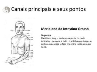 Canais principais e seus pontos
Meridiano do Intestino Grosso
20 pontos
Meridiano Yang – Inicia-se na ponta do dedo
indicador , percorre a mão , o antebraço o braço , o
ombro , o pescoço ,a face e termina junto à asa do
nariz .
 