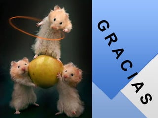 G
R
A
C
IA
S
 