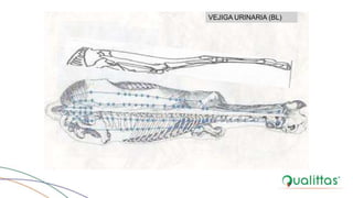 VEJIGA URINARIA (BL)
 