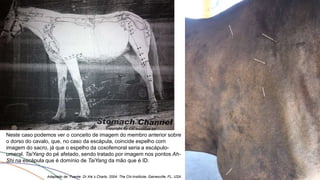 Adaptado de: Fuente: Dr Xie´s Charts. 2004. The Chi-Institiute, Gainesville, FL, USA.
Neste caso podemos ver o conceito de imagem do membro anterior sobre
o dorso do cavalo, que, no caso da escápula, coincide espelho com
imagem do sacro, já que o espelho da coxofemoral seria a escápulo-
umeral. TaiYang do pé afetado, sendo tratado por imagem nos pontos Ah-
Shi na escápula que é domínio de TaiYang da mão que é ID.
 