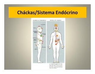 Cháckas/Sistema Endócrino
 