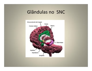 Glândulas no SNC
 