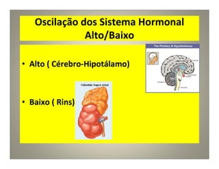 Oscilação dos Sistema Hormonal
Alto/Baixo
• Alto ( Cérebro-Hipotálamo)
• Baixo ( Rins)
 