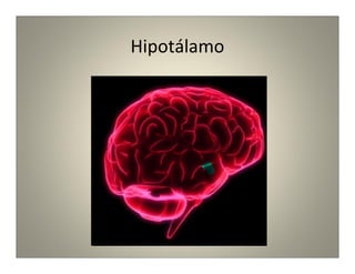 Hipotálamo
 