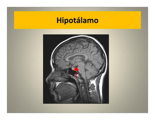 Hipotálamo
 
