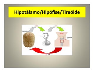 Hipotálamo/Hipófise/Tireóide
 