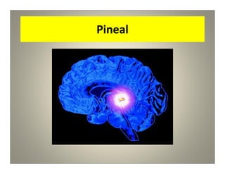 Pineal
 