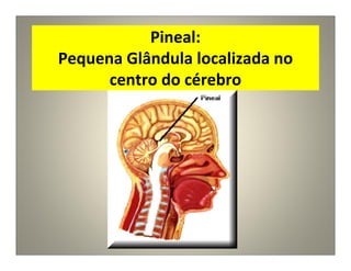 Pineal:
Pequena Glândula localizada no
centro do cérebro
 