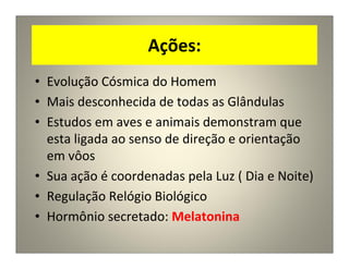 Ações:
• Evolução Cósmica do Homem
• Mais desconhecida de todas as Glândulas
• Estudos em aves e animais demonstram que
esta ligada ao senso de direção e orientação
em vôos
• Sua ação é coordenadas pela Luz ( Dia e Noite)
• Regulação Relógio Biológico
• Hormônio secretado: Melatonina
 