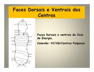 Faces Dorsais e Ventrais dos
Centros
Faces Dorsais e ventrais do Ciclo
de Energia.
Conexão: VC/VG/Centros Psíquicos
 