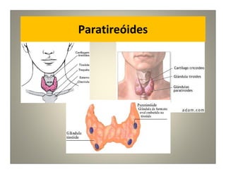 Paratireóides
 