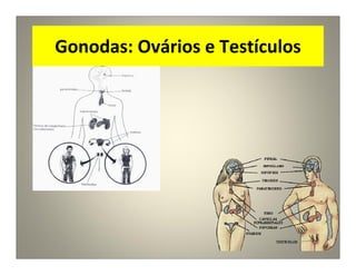Gonodas: Ovários e Testículos
 