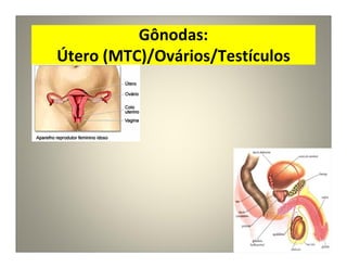 Gônodas:
Útero (MTC)/Ovários/Testículos
 