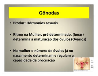 Gônodas
• Produz: Hôrmonios sexuais
• Ritmo na Mulher, pré determinado, (lunar)
determina a maturação dos óvulos (Ovários)
• Na mulher o número de óvulos já no
nascimento determinam e regulam a
capacidade de procriação
 