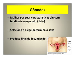 Gônodas
• Mulher por suas características yin com
tendência a expandir ( feto)
• Seleciona e elege,determina o sexo
• Produto final da fecundação
 