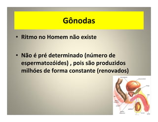 Gônodas
• Ritmo no Homem não existe
• Não é pré determinado (número de
espermatozóides) , pois são produzidos
milhóes de forma constante (renovados)
 