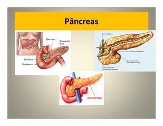 Pâncreas
 
