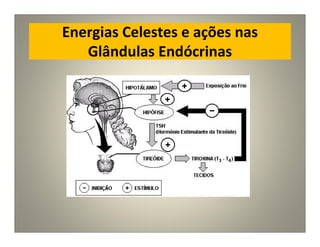 Energias Celestes e ações nas
Glândulas Endócrinas
 