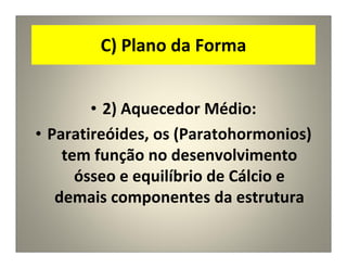 C) Plano da Forma
• 2) Aquecedor Médio:
• Paratireóides, os (Paratohormonios)
tem função no desenvolvimento
ósseo e equilíbrio de Cálcio e
demais componentes da estrutura
 