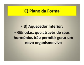 C) Plano da Forma
• 3) Aquecedor Inferior:
• Gônodas, que através de seus
hormônios irão permitir gerar um
novo organismo vivo
 