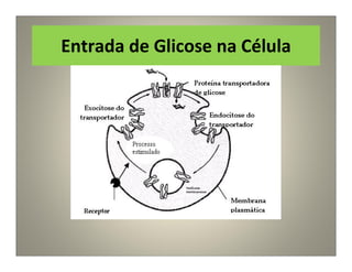 Entrada de Glicose na Célula
 