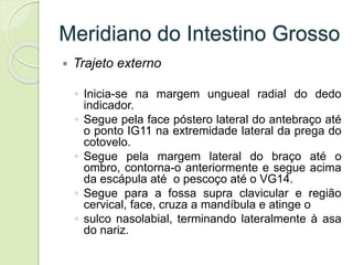 Meridiano do Intestino Grosso
 Trajeto externo
◦ Inicia-se na margem ungueal radial do dedo
indicador.
◦ Segue pela face póstero lateral do antebraço até
o ponto IG11 na extremidade lateral da prega do
cotovelo.
◦ Segue pela margem lateral do braço até o
ombro, contorna-o anteriormente e segue acima
da escápula até o pescoço até o VG14.
◦ Segue para a fossa supra clavicular e região
cervical, face, cruza a mandíbula e atinge o
◦ sulco nasolabial, terminando lateralmente à asa
do nariz.
 