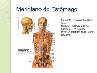 Meridiano do Estômago
Elemento -- Terra Elemento
Terra
Horário -- 7:00 às 9:00 hs
Estação –– 5ª Estação
Nível Energético: Yang Ming
da perna
 