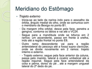 Meridiano do Estômago
 Trajeto externo
◦ Inicia-se ao lado da narina indo para o assoalho da
órbita, ângulo medial do olho, onde se comunica com
o meridiano da Bexiga no ponto B1.
◦ Da margem infra orbital, desce pela face, penetra a
gengiva, contorna os lábios e vai até o VC24.
◦ Segue para a mandíbula onde se bifurca em 2
ramos: um ascendente, passa em frente à orelha,
indo até a região frontal no ponto E8.
◦ Outro ramo descendente vai para a região
anterolateral do pescoço até a fossa supra clavicular,
onde se divide novamente em 2 ramos: trajeto
interno e externo.
◦ - Trajeto externo: segue pela face anterior da coluna,
passa pelo mamilo, lateral à cicatriz umbelical até a
região inguinal. Segue pela face anterolateral da
coxa e perna, dorso do pé , até a margem ungueal
lateral do 2º dedo do pé.
 