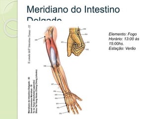 Meridiano do Intestino
Delgado
Elemento: Fogo
Horário: 13:00 às
15:00hs.
Estação: Verão
 