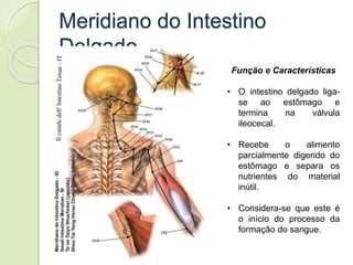 Meridiano do Intestino
Delgado
Função e Características
• O intestino delgado liga-
se ao estômago e
termina na válvula
ileocecal.
• Recebe o alimento
parcialmente digerido do
estômago e separa os
nutrientes do material
inútil.
• Considera-se que este é
o início do processo da
formação do sangue.
 