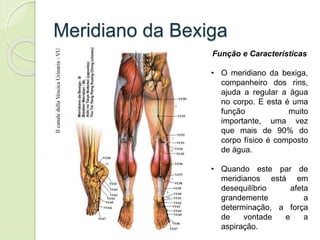 Meridiano da Bexiga
Função e Características
• O meridiano da bexiga,
companheiro dos rins,
ajuda a regular a água
no corpo. E esta é uma
função muito
importante, uma vez
que mais de 90% do
corpo físico é composto
de água.
• Quando este par de
meridianos está em
desequilíbrio afeta
grandemente a
determinação, a força
de vontade e a
aspiração.
 