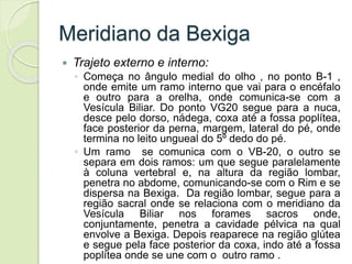 Meridiano da Bexiga
 Trajeto externo e interno:
◦ Começa no ângulo medial do olho , no ponto B-1 ,
onde emite um ramo interno que vai para o encéfalo
e outro para a orelha, onde comunica-se com a
Vesícula Biliar. Do ponto VG20 segue para a nuca,
desce pelo dorso, nádega, coxa até a fossa poplítea,
face posterior da perna, margem, lateral do pé, onde
termina no leito ungueal do 5º dedo do pé.
◦ Um ramo se comunica com o VB-20, o outro se
separa em dois ramos: um que segue paralelamente
à coluna vertebral e, na altura da região lombar,
penetra no abdome, comunicando-se com o Rim e se
dispersa na Bexiga. Da região lombar, segue para a
região sacral onde se relaciona com o meridiano da
Vesícula Biliar nos forames sacros onde,
conjuntamente, penetra a cavidade pélvica na qual
envolve a Bexiga. Depois reaparece na região glútea
e segue pela face posterior da coxa, indo até a fossa
poplítea onde se une com o outro ramo .
 