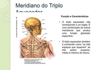 Meridiano do Triplo
Aquecedor
Função e Características
• O triplo aquecedor não
corresponde a um órgão. É
uma combinação de outros
meridianos que produz
uma função glandular
específica.
• O triplo aquecedor também
é conhecido como “os três
espaços que aquecem” as
três partes (superior,
média e inferior) do tronco.
 