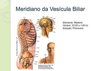 Meridiano da Vesícula Biliar
Elemento: Madeira
Horário: 23:00 a 1:00 hs
Estação: Primavera
 