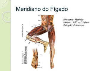 Meridiano do Fígado
Elemento: Madeira
Horário: 1:00 as 3:00 hs
Estação: Primavera
 