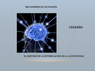 CEREBRO
EL DESTINO DE LA ESTIMULACIÓN DE LA ACUPUNTURA
MECANISMOS DE ACTUACIÓN
 