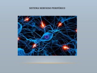 SISTEMA NERVIOSO PERIFÉRICO
 