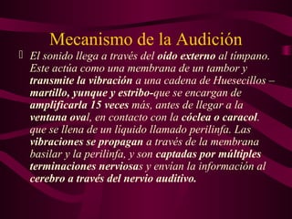 Mecanismo de la Audición
 El sonido llega a través del oído externo al tímpano.
Este actúa como una membrana de un tambor y
transmite la vibración a una cadena de Huesecillos –
martillo, yunque y estribo-que se encargan de
amplificarla 15 veces más, antes de llegar a la
ventana oval, en contacto con la cóclea o caracol.
que se llena de un líquido llamado perilinfa. Las
vibraciones se propagan a través de la membrana
basilar y la perilinfa, y son captadas por múltiples
terminaciones nerviosas y envían la información al
cerebro a través del nervio auditivo.
 