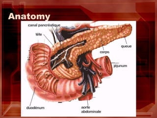 Anatomy 