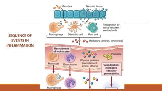 Acute-inflammation acute and chronic .pptx