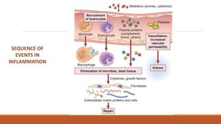 Chapter 2 Acute-inflammation general pathology | PPTX
