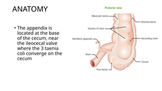 ACUTE ABDOMEN appendicitis AND peritonitis eden 2024.pptx