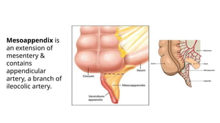 ACUTE ABDOMEN appendicitis AND peritonitis eden 2024.pptx